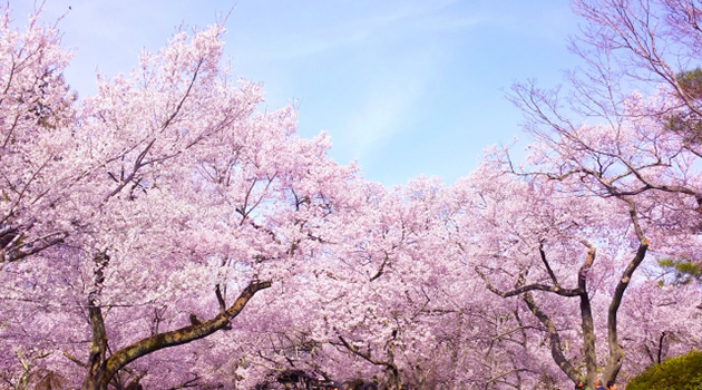 LIGHT WORKS WEB Magazine コラム　：桜をテキストで楽しんでみませんか