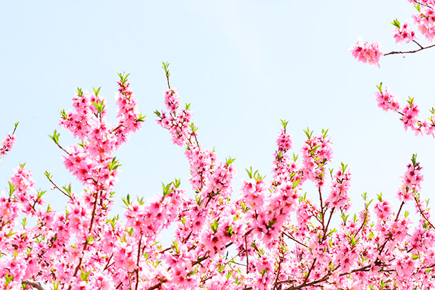 LIGHT WORKS WEB Magazine コラム：桃の節句
